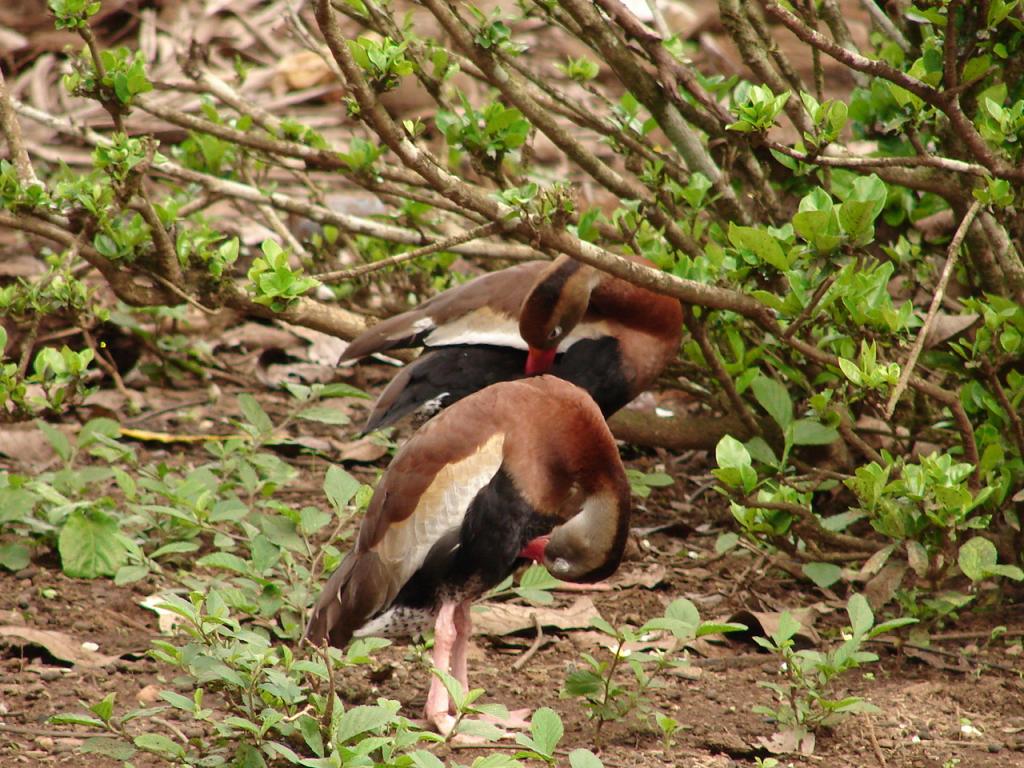 Foto de Upala (Alajuela), Costa Rica
