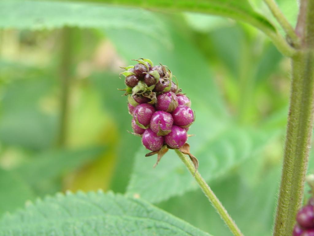 Foto de Upala (Alajuela), Costa Rica