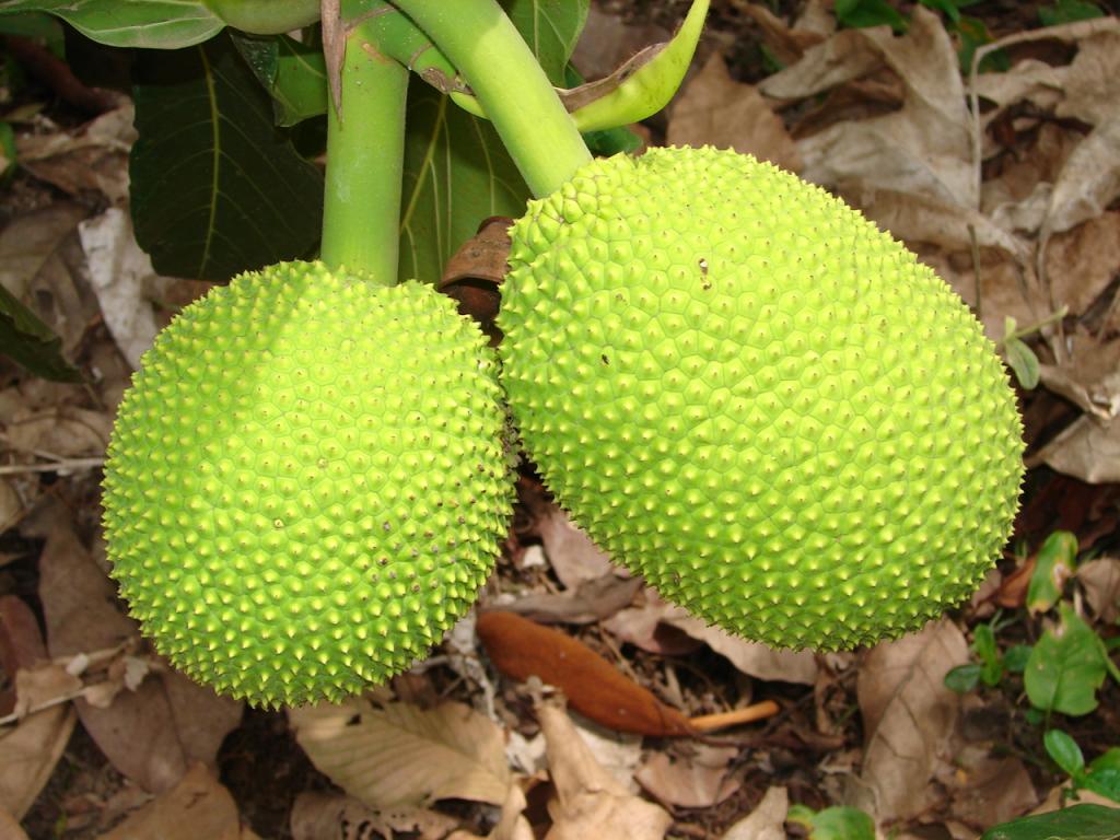 Foto de Upala (Alajuela), Costa Rica