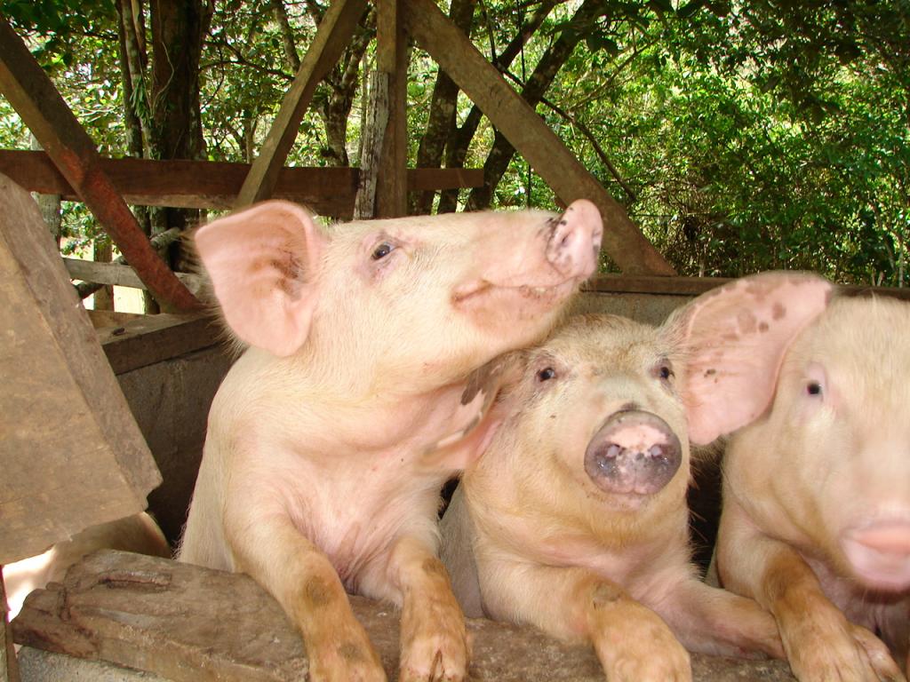 Foto de Upala (Alajuela), Costa Rica