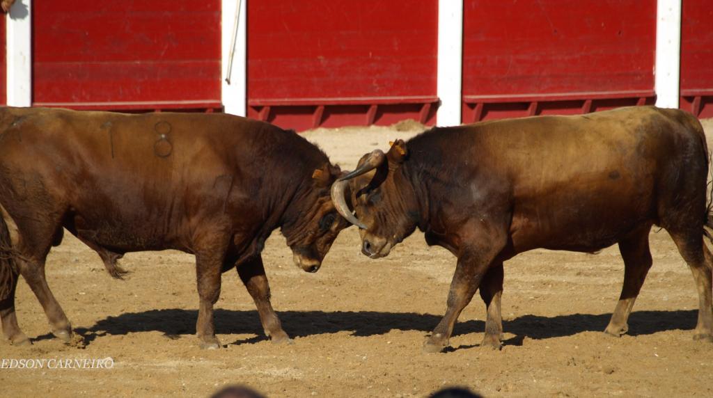 Foto de Peñafiel (Valladolid), España
