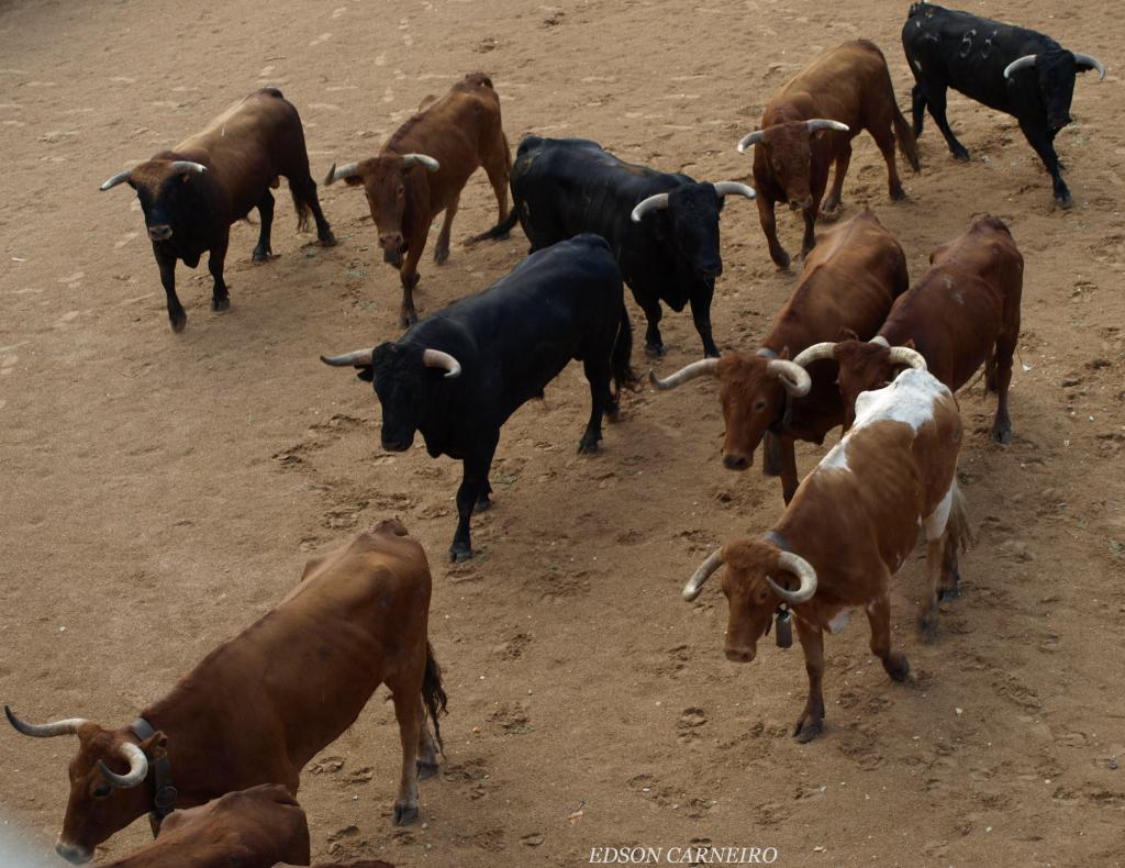Foto de Peñafiel (Valladolid), España