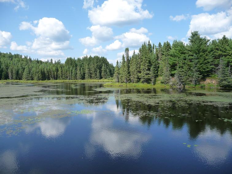 Foto de Algonquin, Canadá
