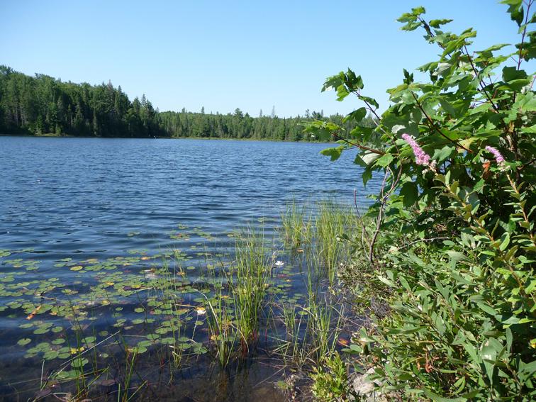 Foto de Algonquin, Canadá