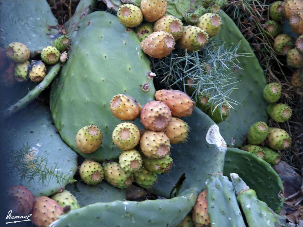 Foto de Oropesa del Mar (Castelló), España