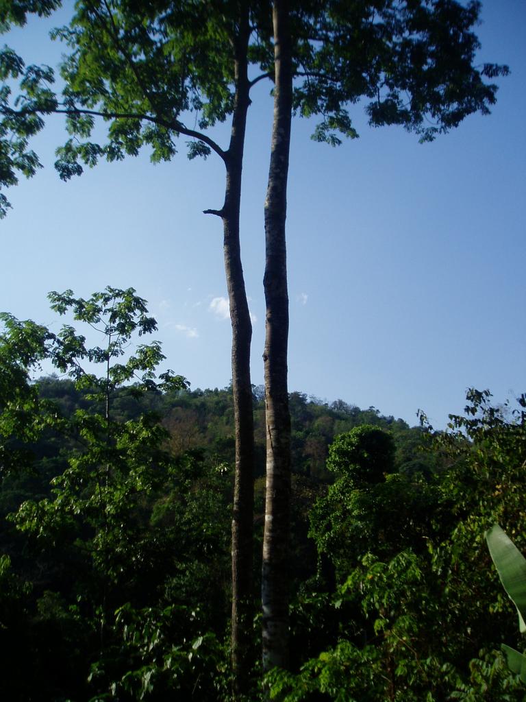 Foto de Chiang Mai, Tailandia