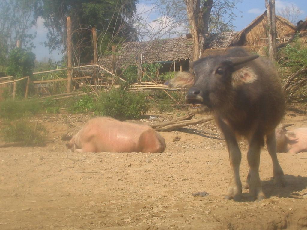 Foto de Chiang Mai, Tailandia
