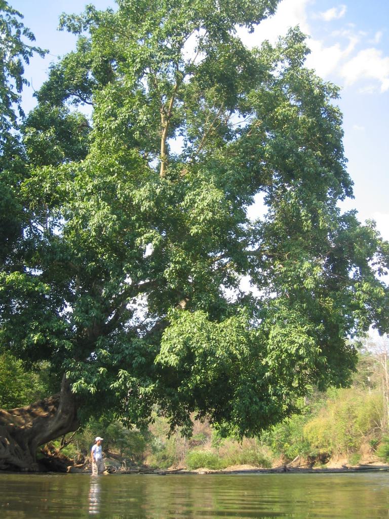 Foto de Chiang Mai, Tailandia