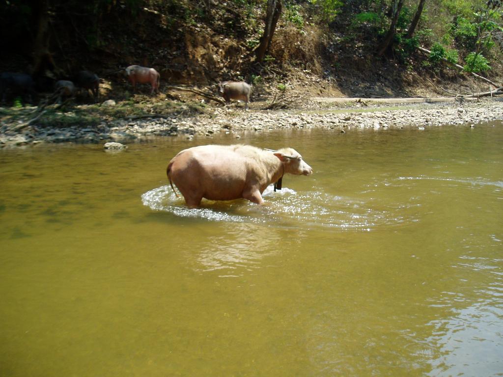 Foto de Chiang Mai, Tailandia