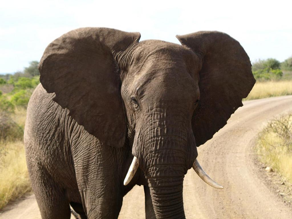 Foto de Limpopo, Sudáfrica