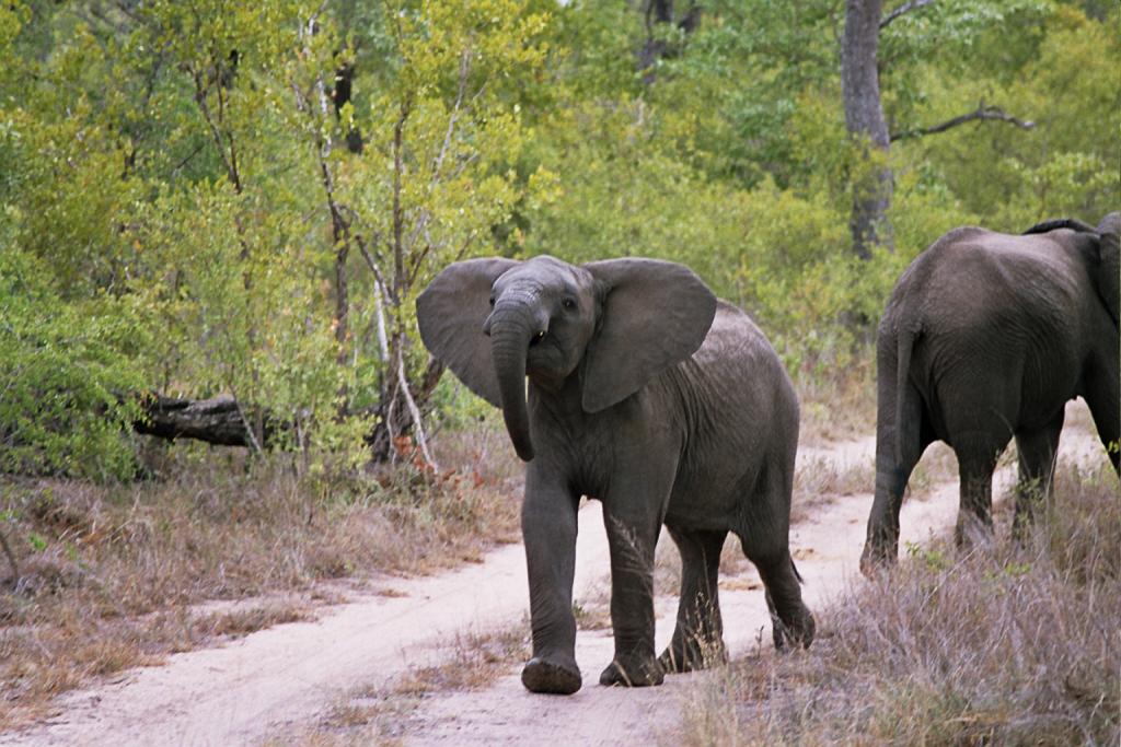 Foto de Kruger National Park, Sudáfrica