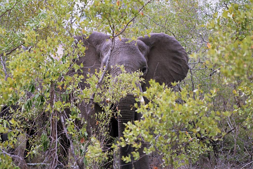 Foto de Kruger National Park, Sudáfrica