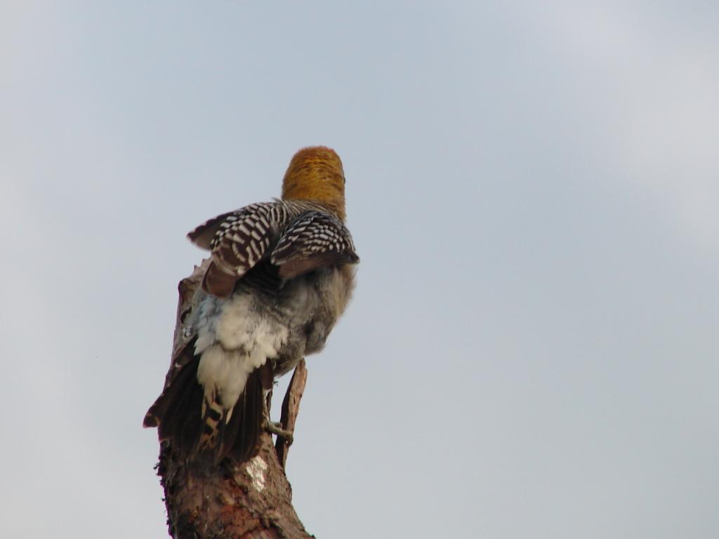 Foto de Puntarenas, Costa Rica
