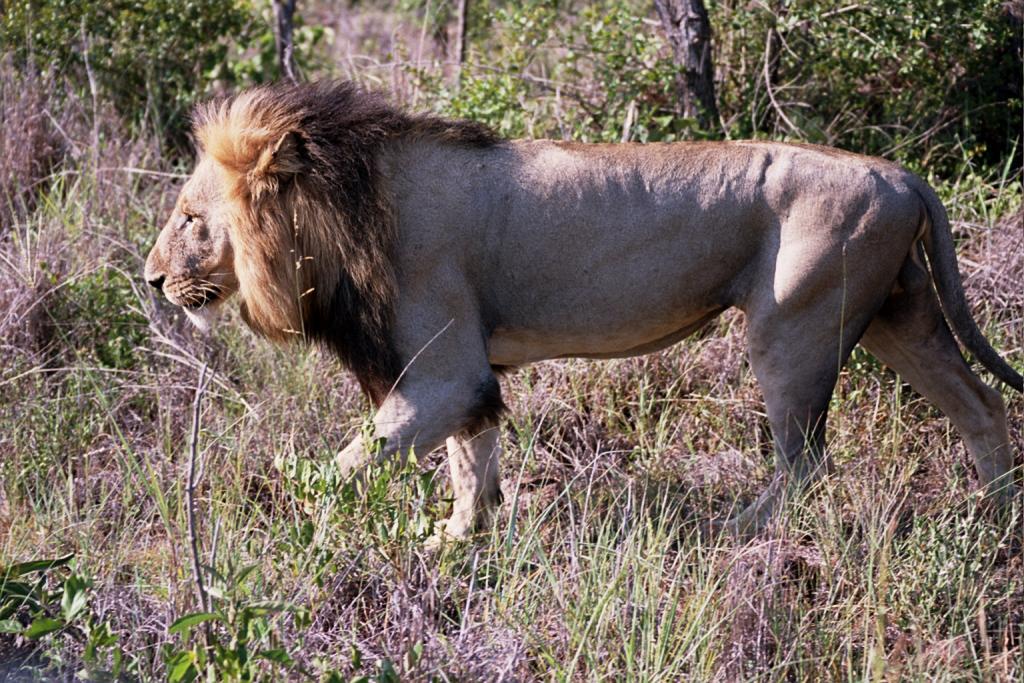Foto de Kruger National Park, Sudáfrica