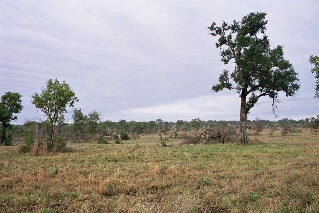 Foto de Kruger National Park, Sudáfrica
