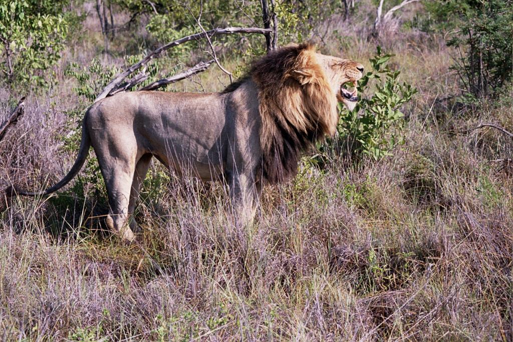 Foto de Kruger National Park, Sudáfrica