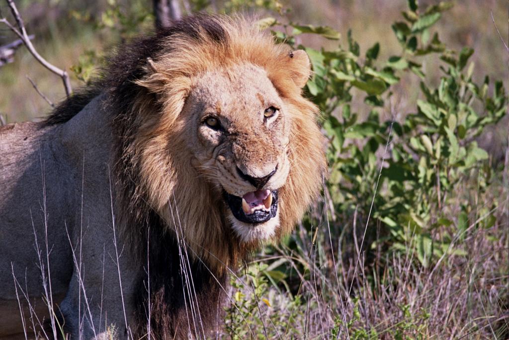 Foto de Kruger National Park, Sudáfrica