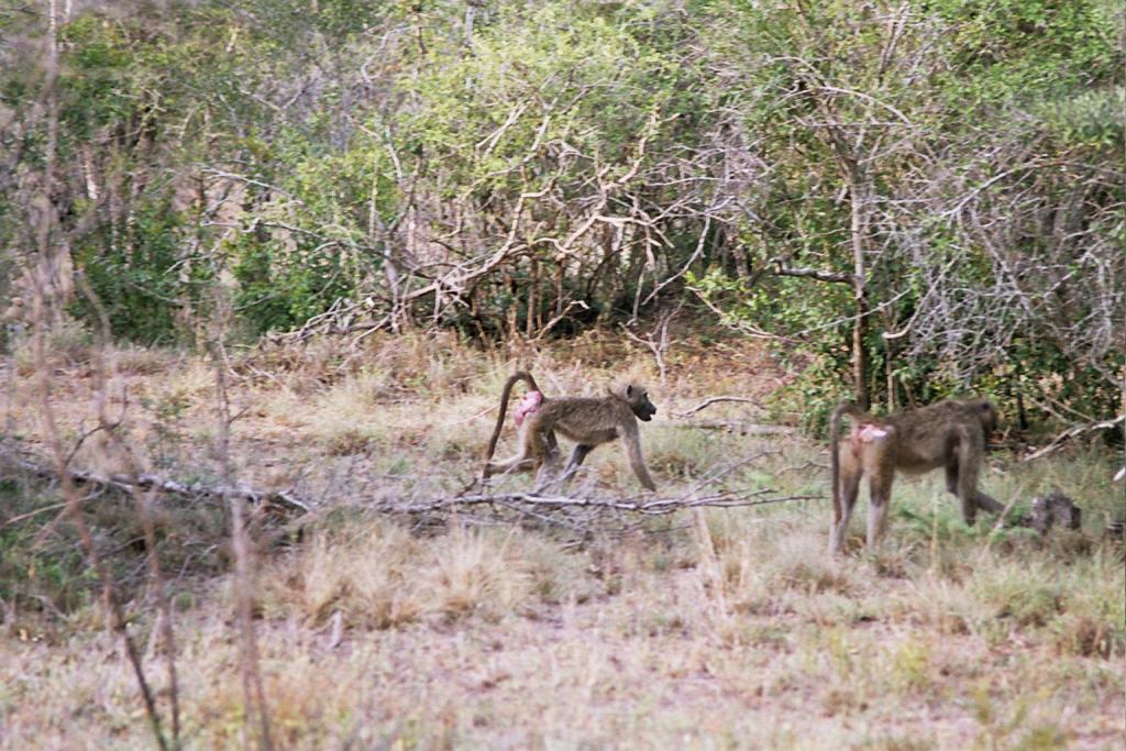 Foto de Kruger National Park, Sudáfrica