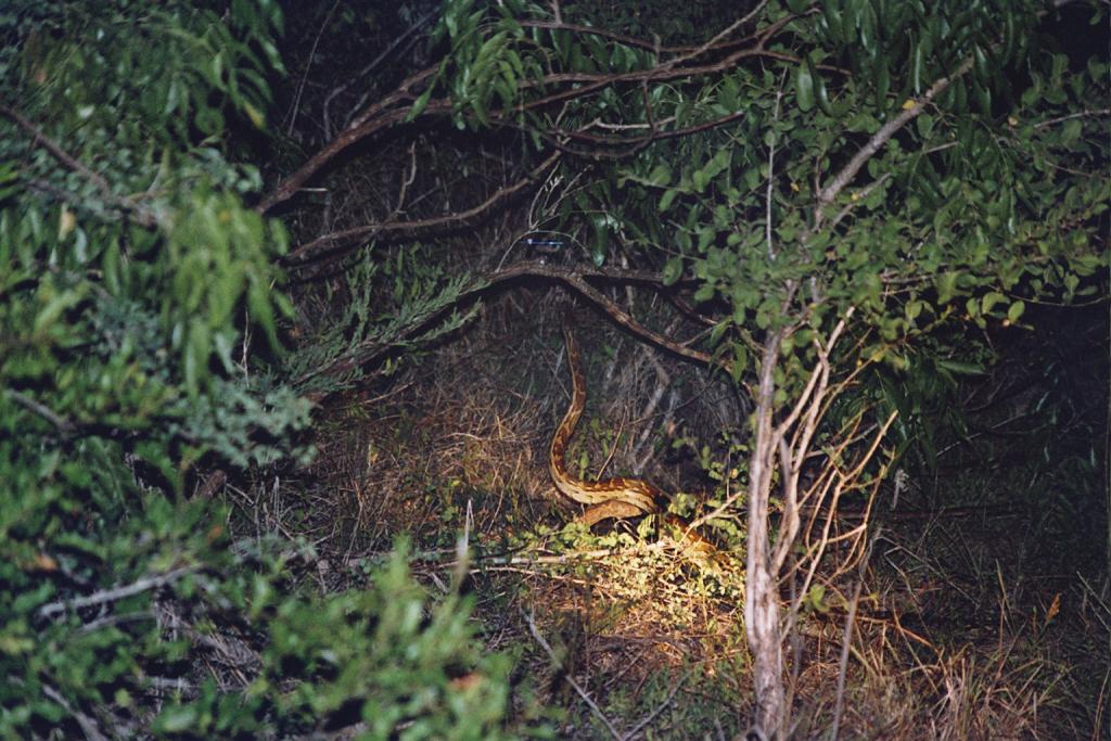 Foto de Kruger National Park, Sudáfrica