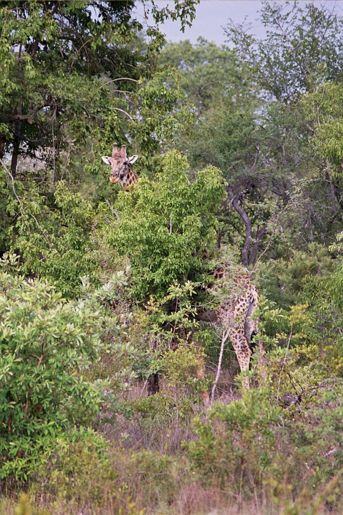 Foto de Kruger National Park, Sudáfrica