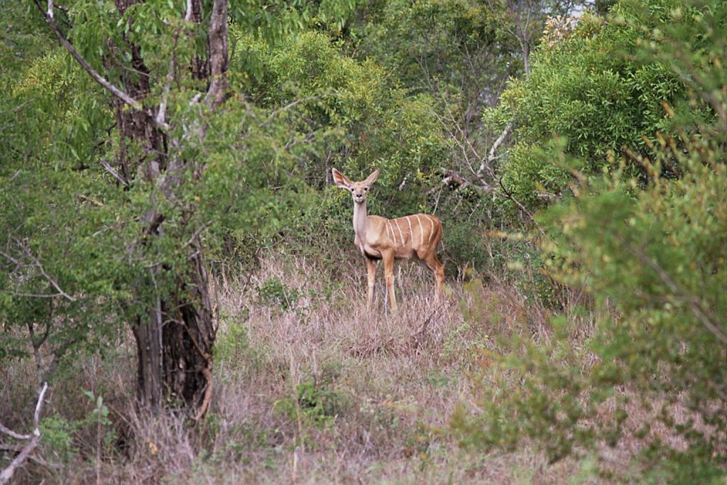 Foto de Kruger National Park, Sudáfrica