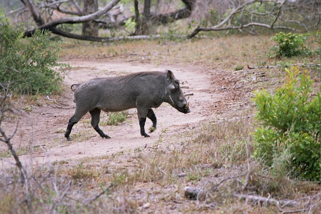 Foto de Kruger National Park, Sudáfrica
