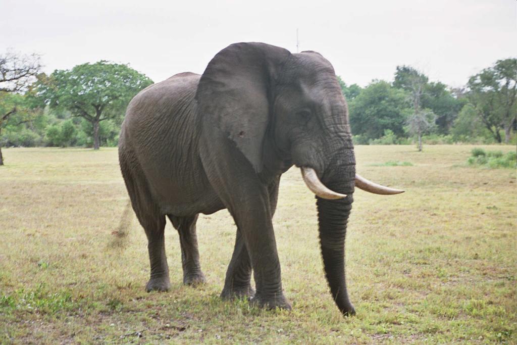 Foto de Kruger National Park, Sudáfrica