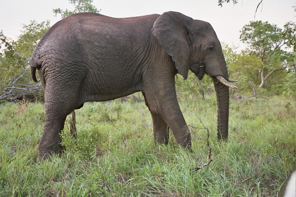 Foto de Kruger National Park, Sudáfrica