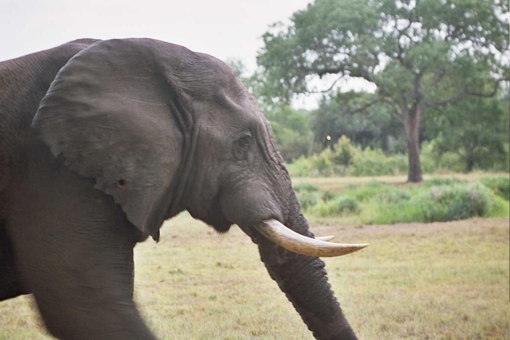 Foto de Kruger National Park, Sudáfrica