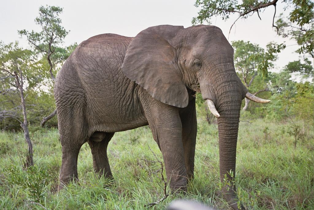 Foto de Kruger National Park, Sudáfrica