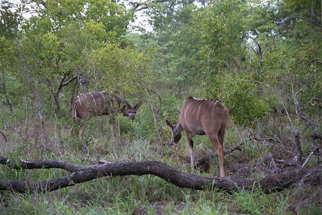 Foto de Kruger National Park, Sudáfrica