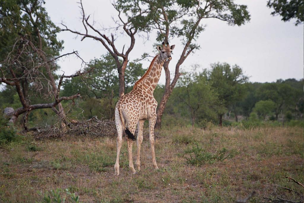 Foto de Kruger National Park, Sudáfrica