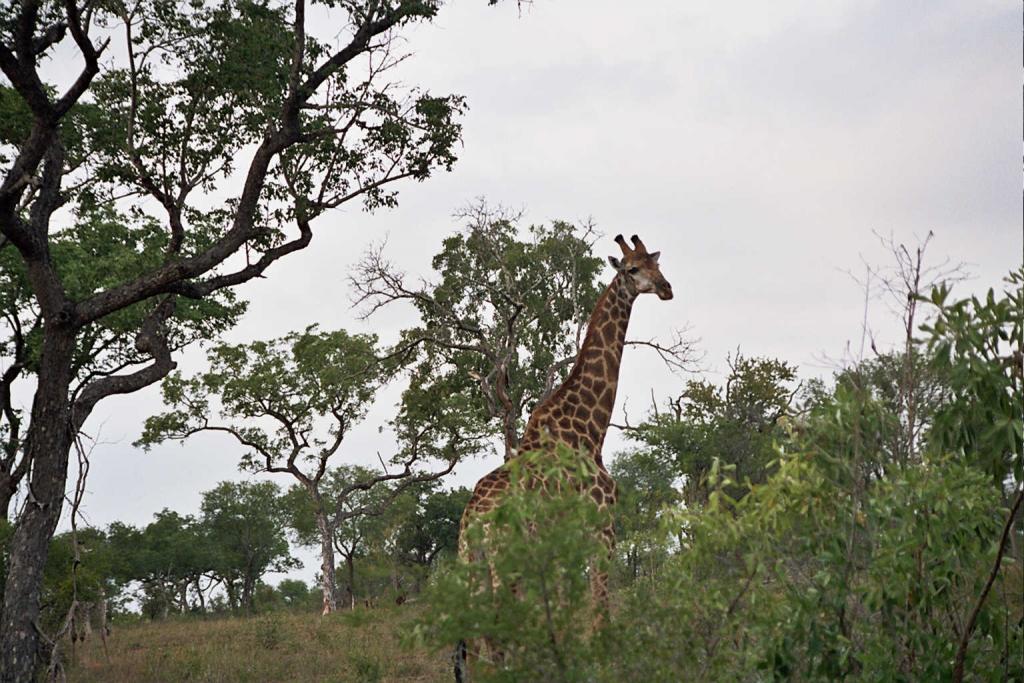 Foto de Kruger National Park, Sudáfrica