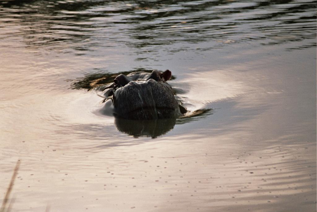 Foto de Kruger National Park, Sudáfrica