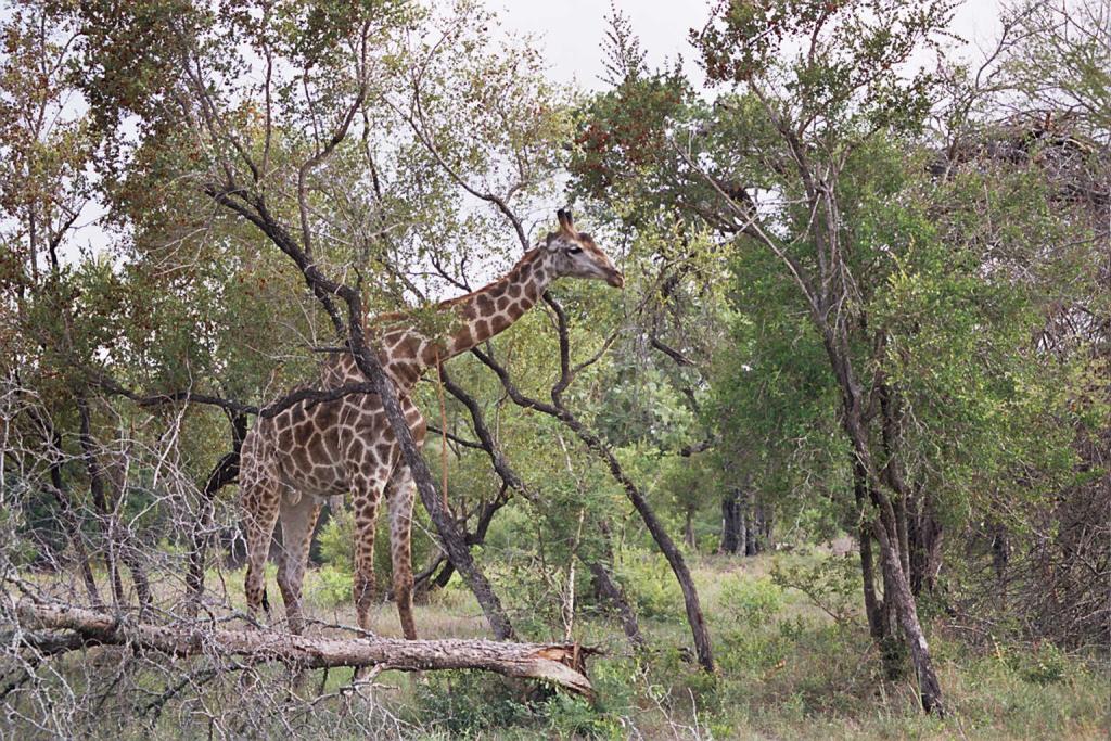 Foto de Kruger National Park, Sudáfrica
