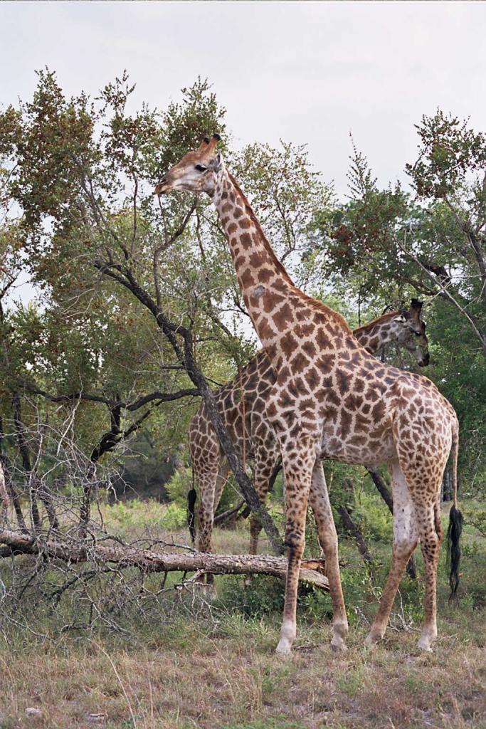 Foto de Kruger National Park, Sudáfrica