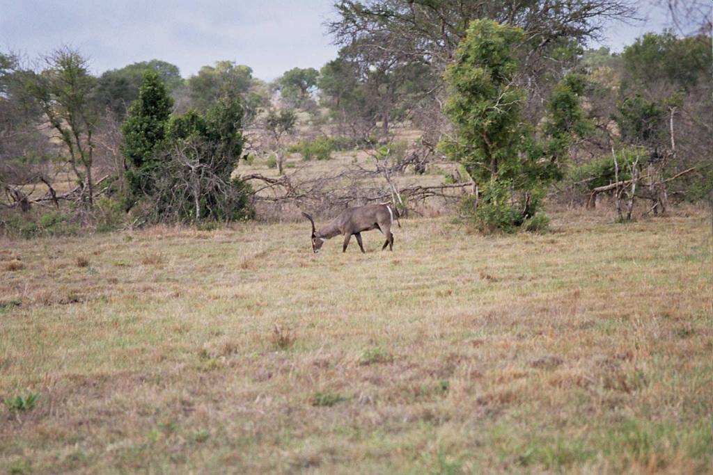 Foto de Kruger National Park, Sudáfrica