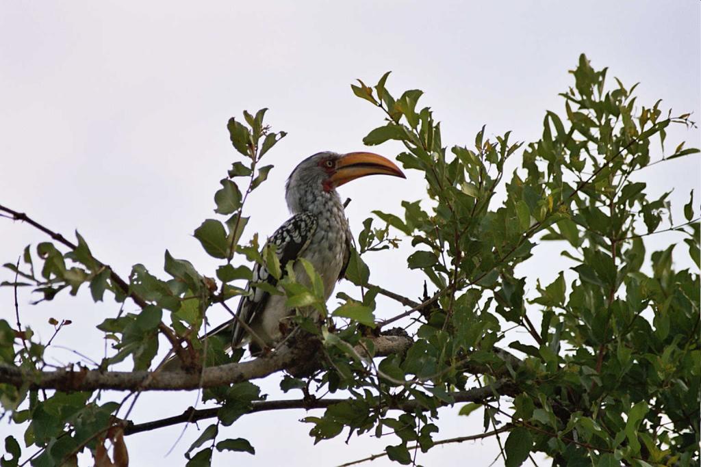 Foto de Kruger National Park, Sudáfrica