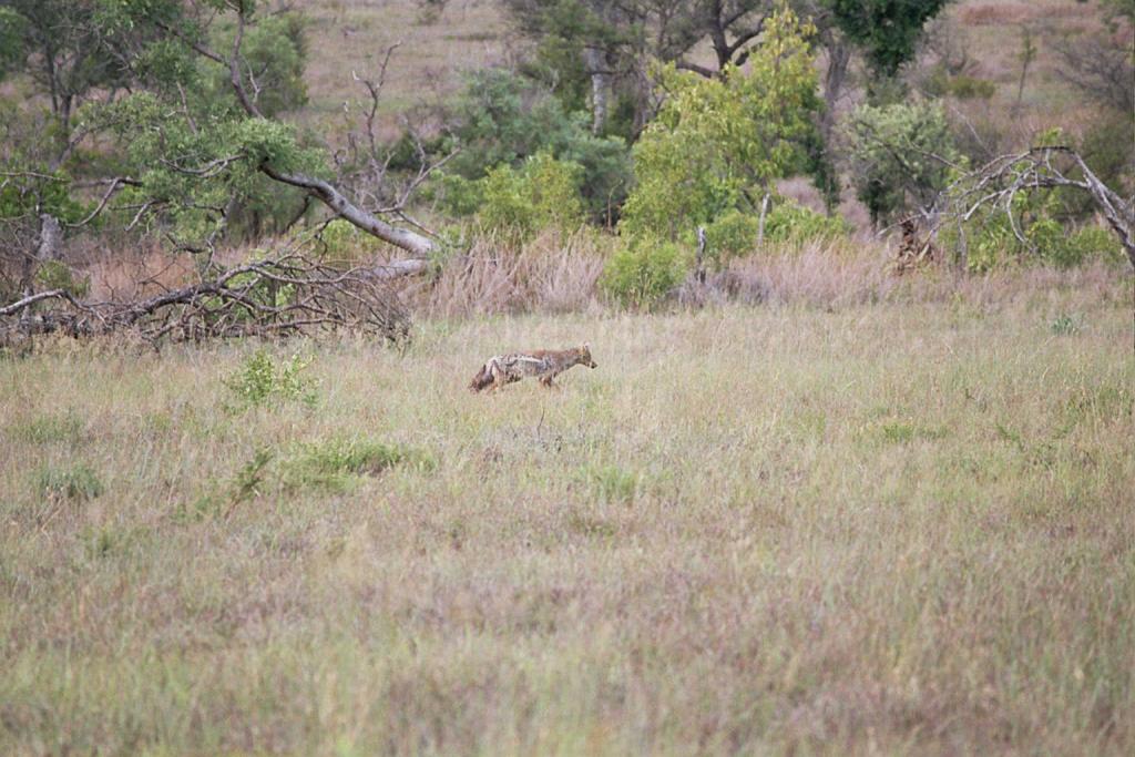 Foto de Kruger National Park, Sudáfrica