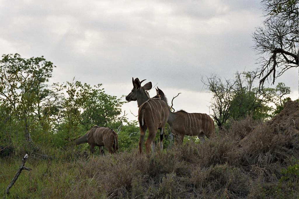 Foto de Kruger National Park, Sudáfrica