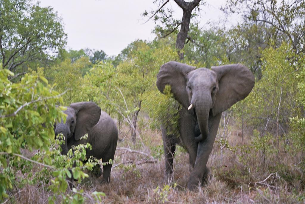 Foto de Kruger National Park, Sudáfrica