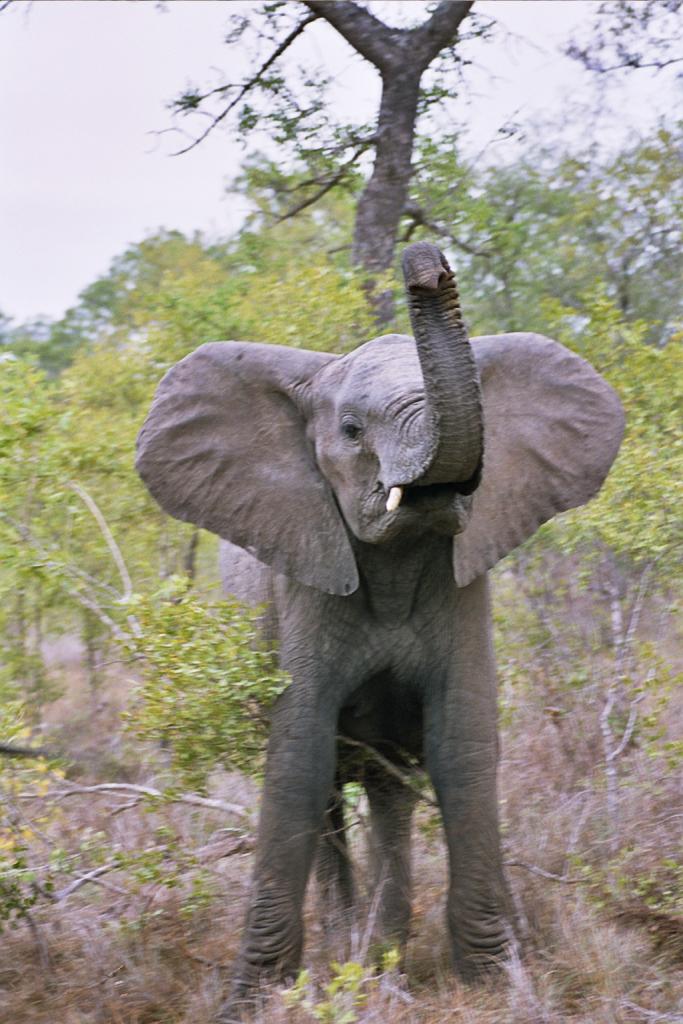 Foto de Kruger National Park, Sudáfrica
