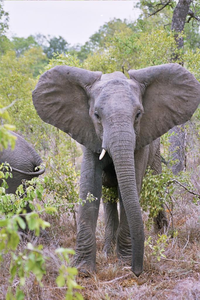 Foto de Kruger National Park, Sudáfrica