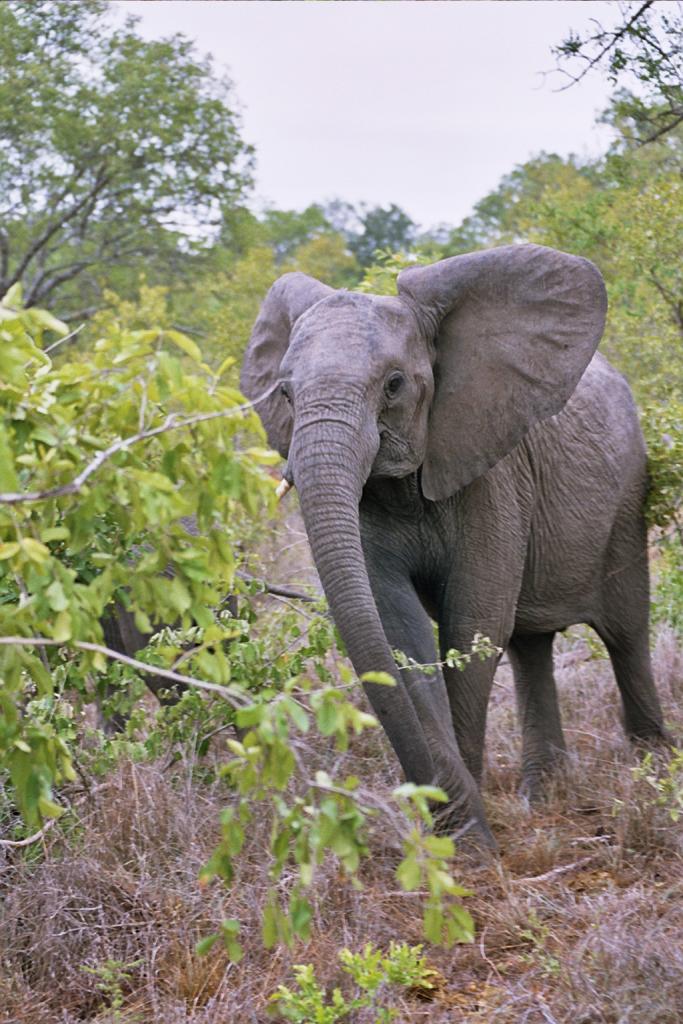 Foto de Kruger National Park, Sudáfrica