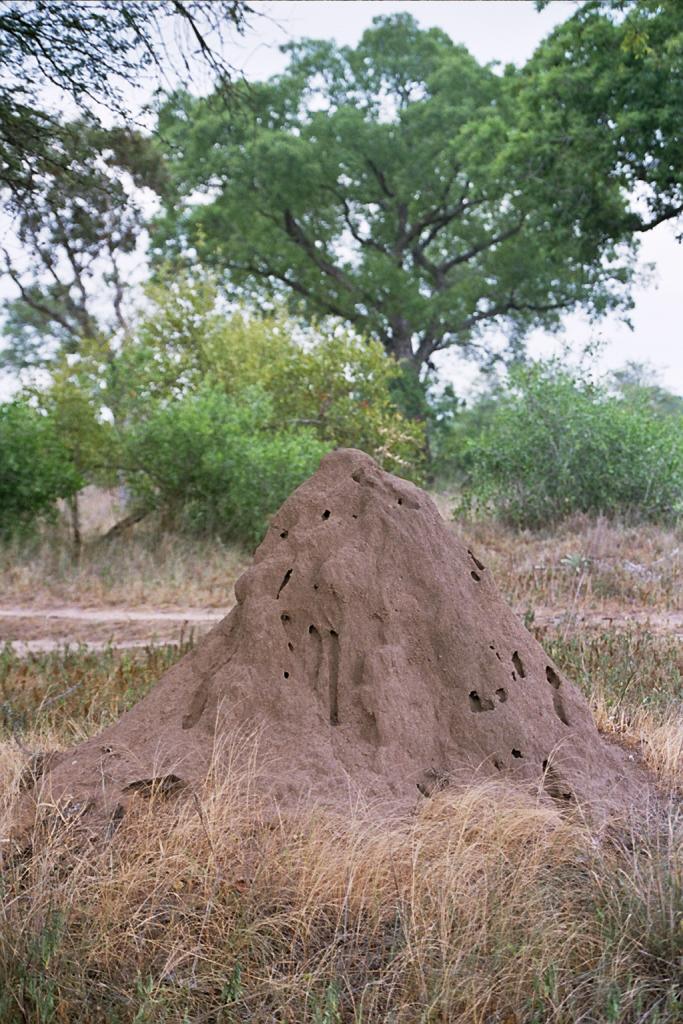 Foto de Kruger National Park, Sudáfrica