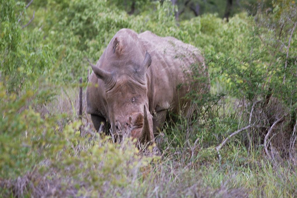 Foto de Kruger National Park, Sudáfrica