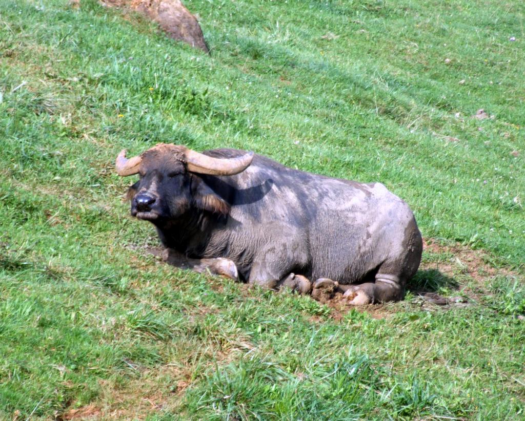 Foto de Cabarceno (Cantabria), España