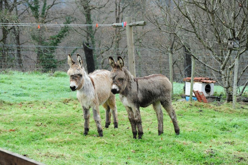 Foto de Piloña (Asturias), España