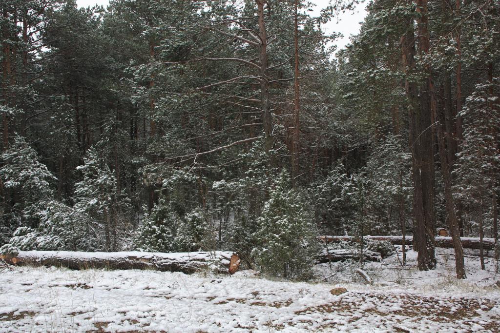 Foto de Villarroya de los Pinares (Teruel), España