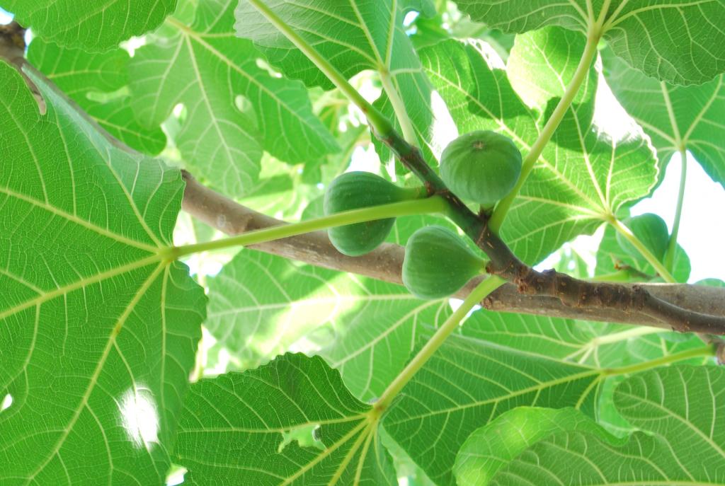 Foto de Pinofranqueado (Cáceres), España